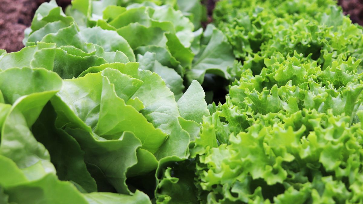 Factores y soluciones para evitar la decoloración en lechuga durante su procesado y conservación.jpg